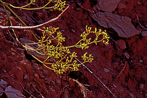 Desert flower red rock, yellow flowers Kanab Thomas Trail by David Frederick Desert flower red rock, yellow flowers Kanab Thomas Trail by David Frederick